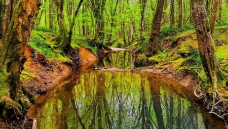 İğneada Longoz Ormanları Milli Parkı: Doğanın Kalbinde Huzurlu Bir Kaçış
